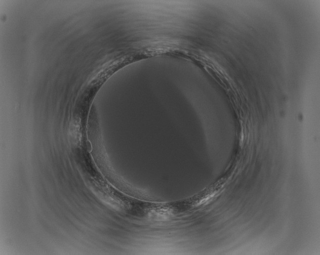 X0000066120599200603101237