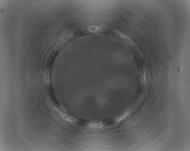 X0000066120606200603101237