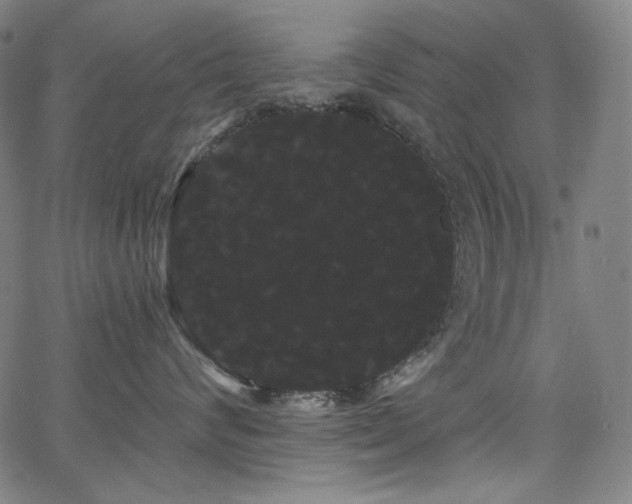 X0000066120624200603101237