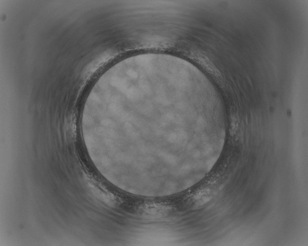 X0000066120632200603101236