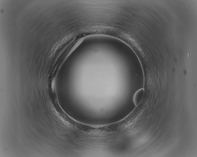 X0000066120633200603101236