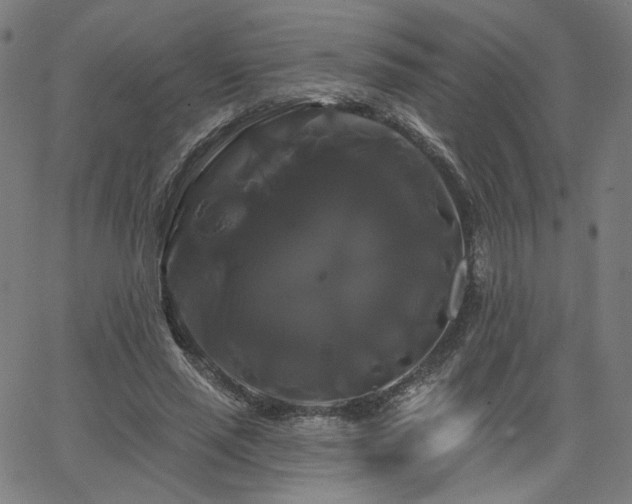 X0000066120637200603101236