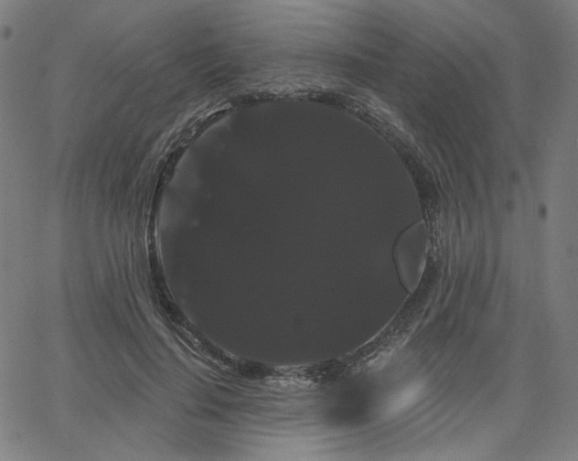 X0000066120644200603101236