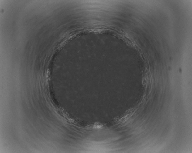 X0000066120647200603101236