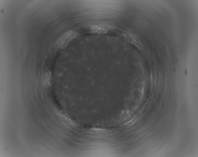 X0000066120649200603101236