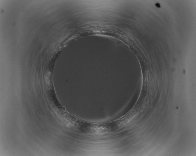 X0000066120650200603101236