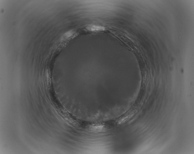 X0000066120651200603101237