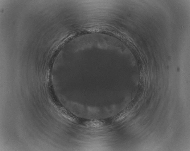 X0000066120652200603101237