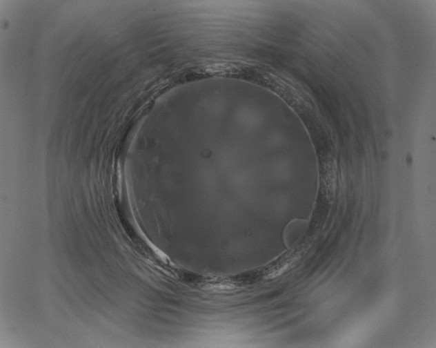 X0000066120653200603101237