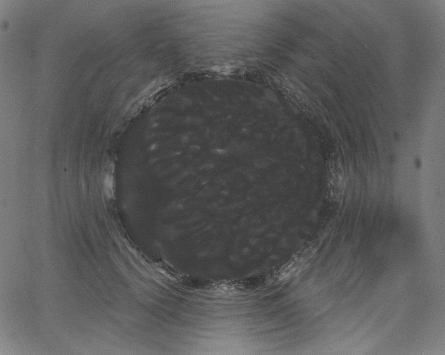 X0000066120656200603101237