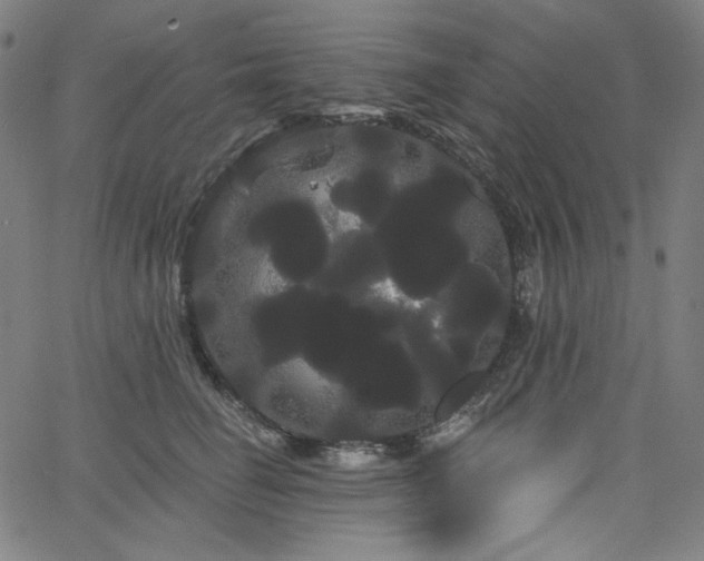 X0000066120662200603101237