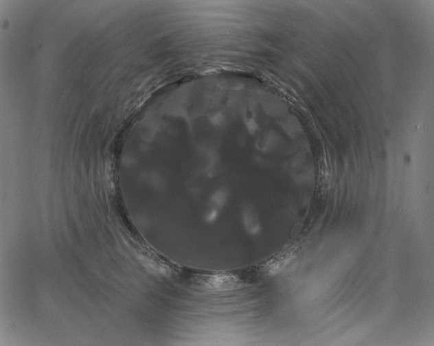 X0000066120663200603101237