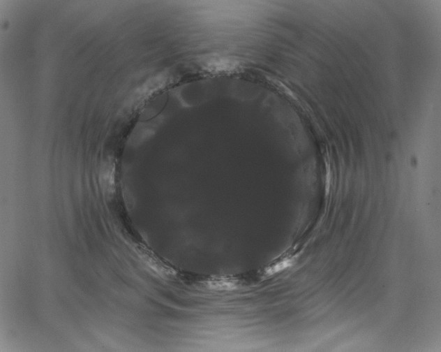 X0000066120668200603101237