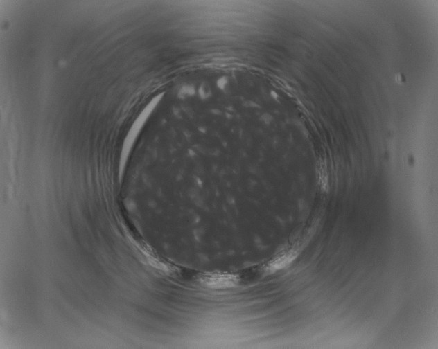 X0000066120670200603101237