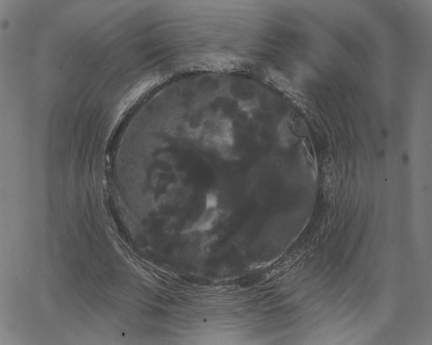 X0000066120679200603101236