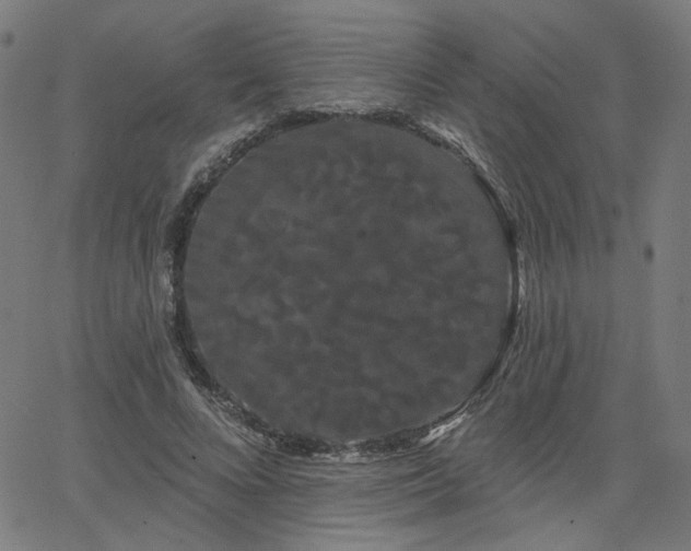 X0000066120688200603101236