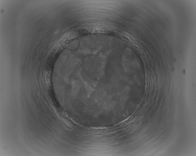 X0000066120695200603101236