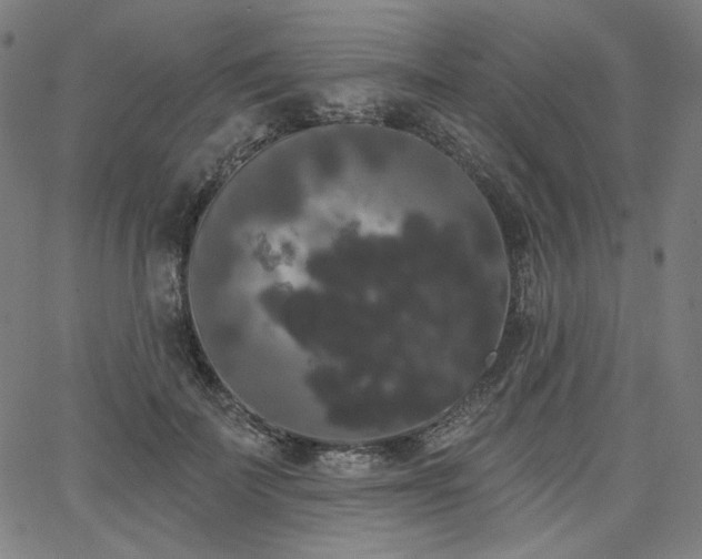 X0000066120699200603101236