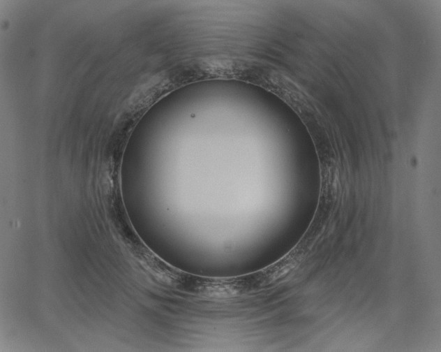 X0000066120702200603101236