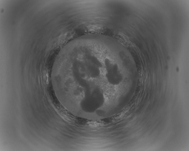 X0000066120703200603101236