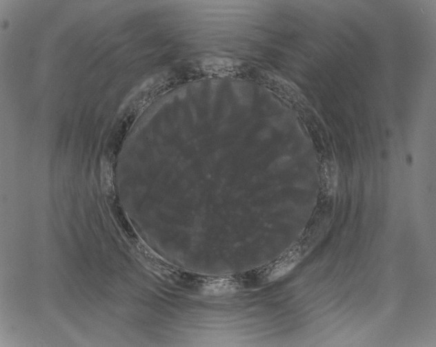 X0000066120705200603101236