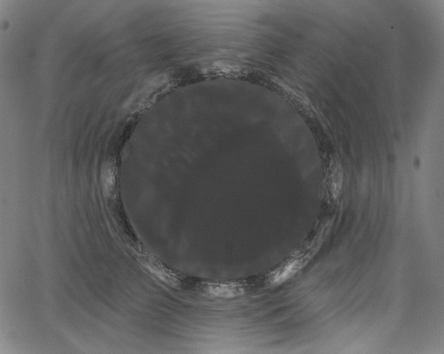 X0000066120709200603101235