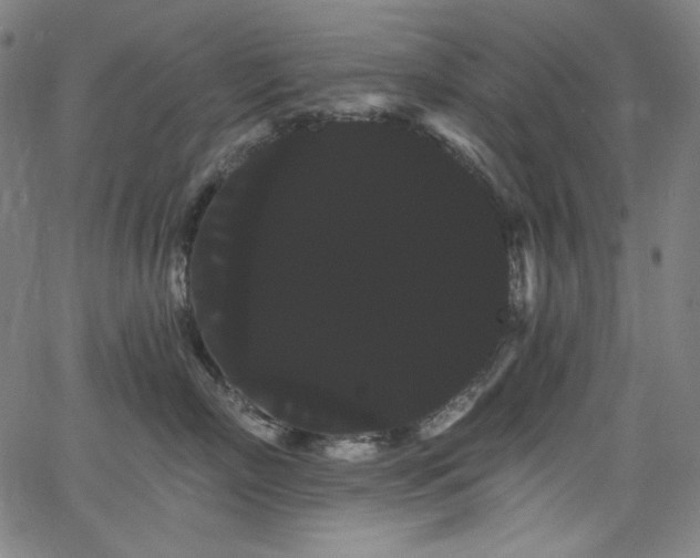 X0000066120718200603101235