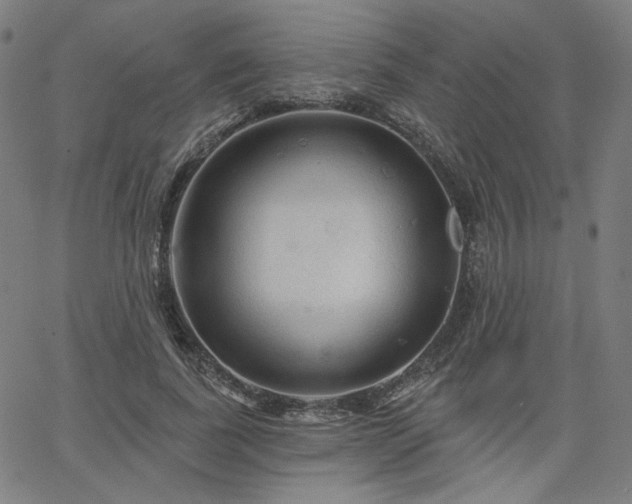 X0000066120739200603101235