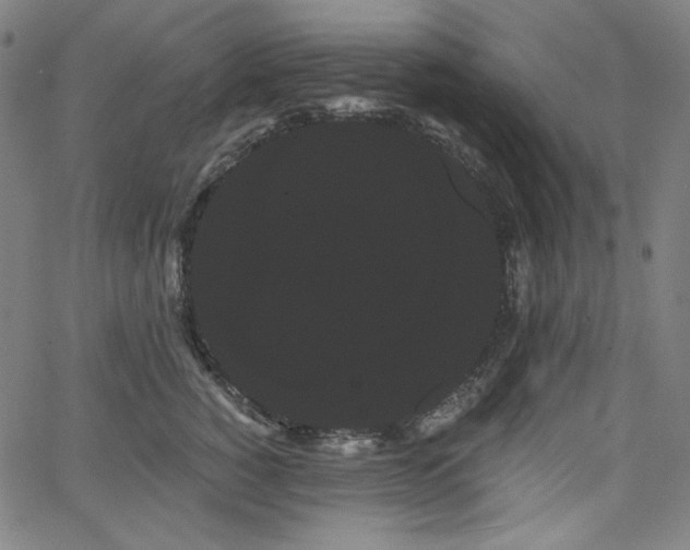 X0000066120760200603101235