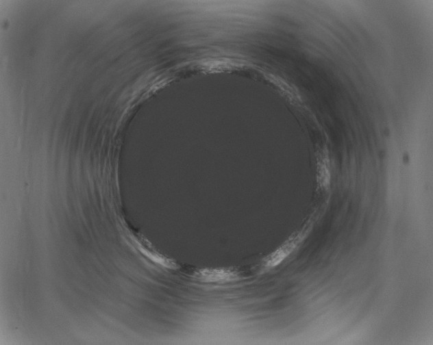 X0000066120766200603101235