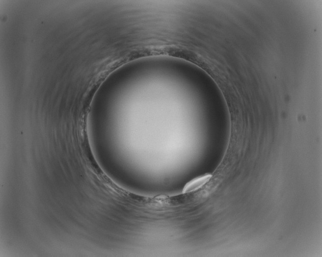 X0000066120768200603101235