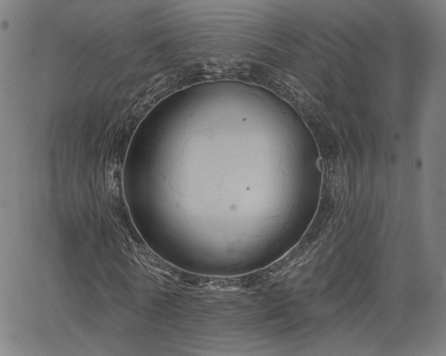 X0000066120770200603101235