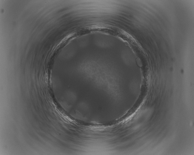 X0000066120825200603101233