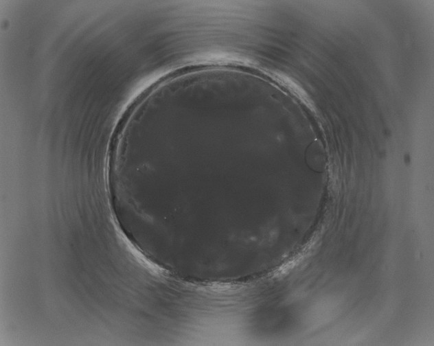 X0000066120839200603101233