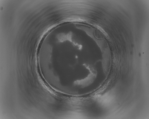 X0000066120840200603101233