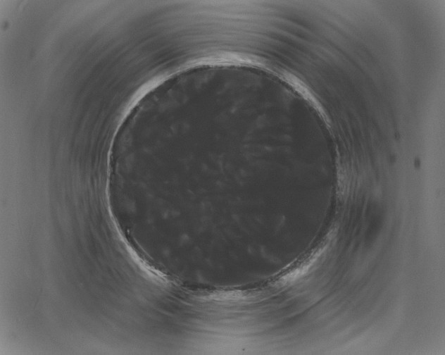 X0000066120845200603101233