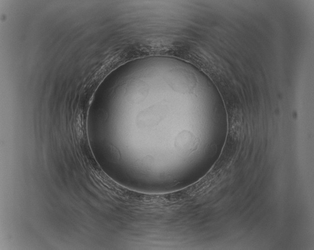 X0000066120866200603101233