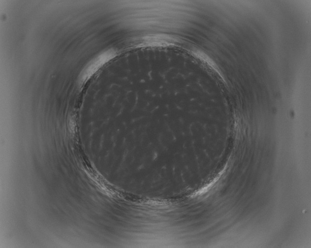 X0000066120874200603101233