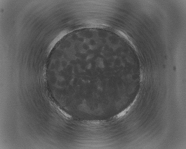 X0000066120875200603101233