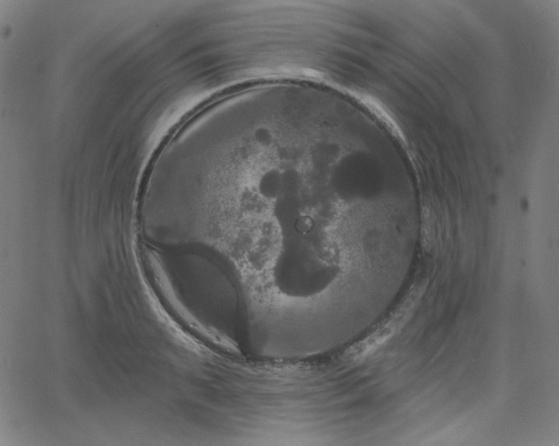 X0000066120895200603101232