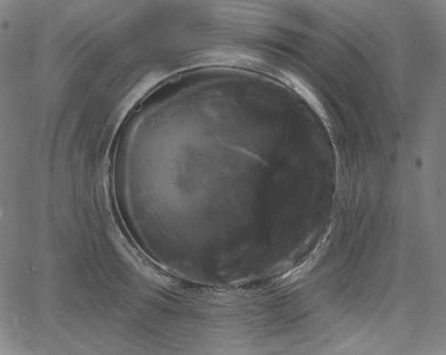 X0000066120899200603101232