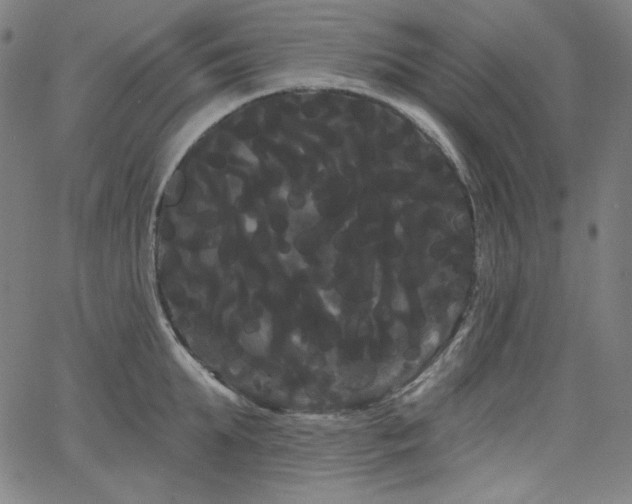 X0000066120903200603101232