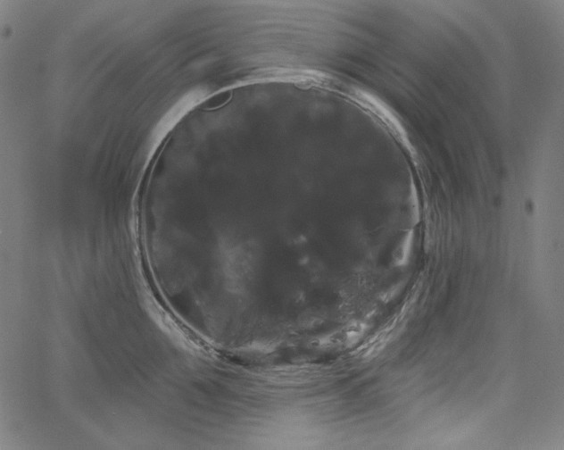 X0000066120907200603101232