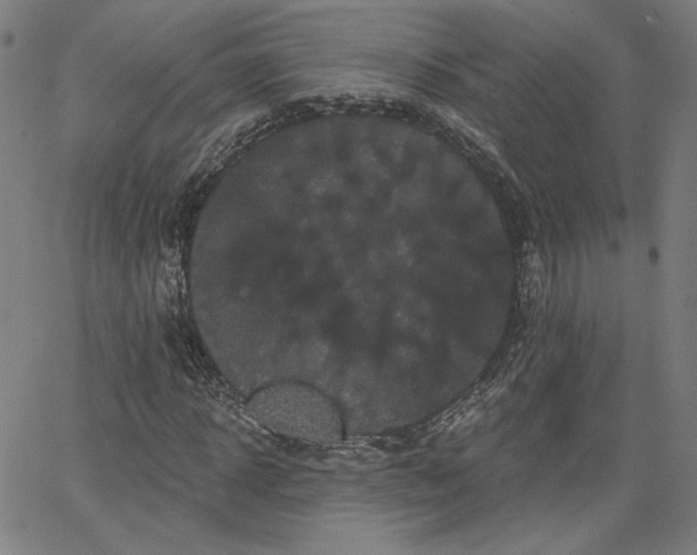 X0000066120918200603101231