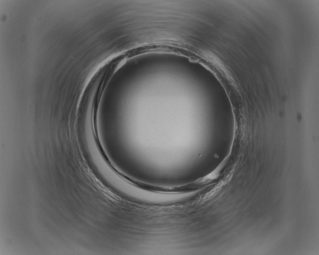 X0000066120924200603101232