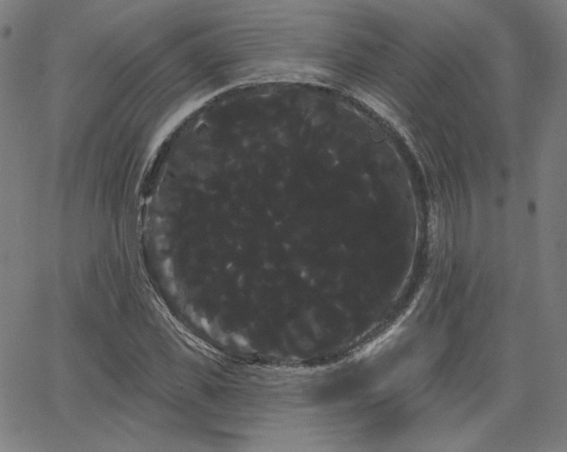 X0000066120925200603101232