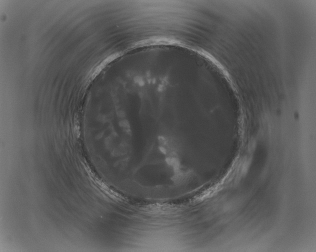 X0000066120929200603101232