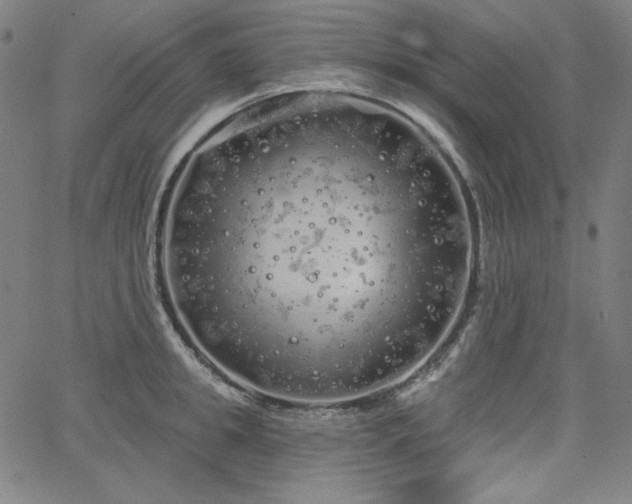 X0000066120949200603101232