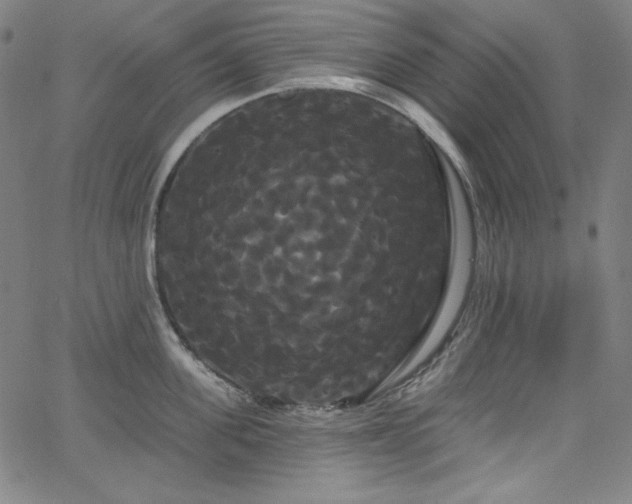 X0000066120955200603101232