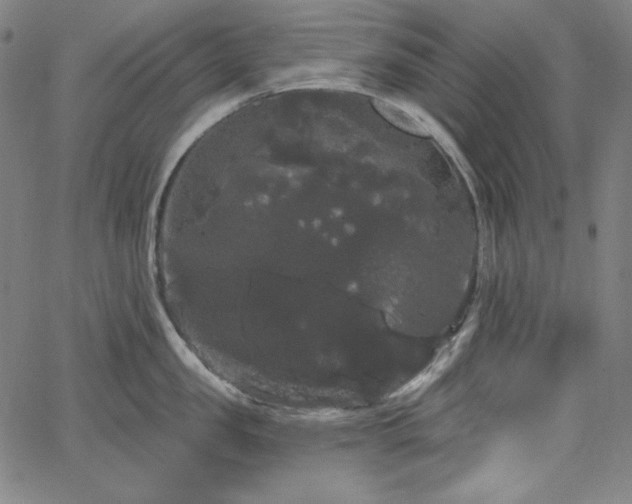 X0000066120957200603101232